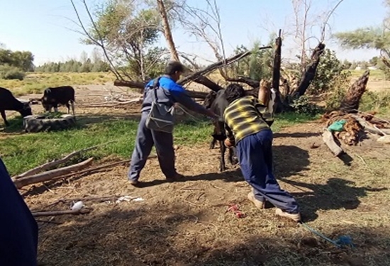 محمود خاوری 